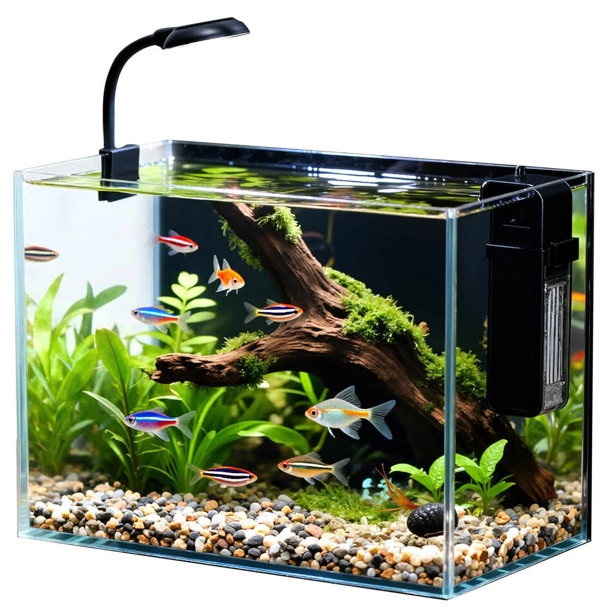 2.5 Gallon Fish Tank with Filter S5446