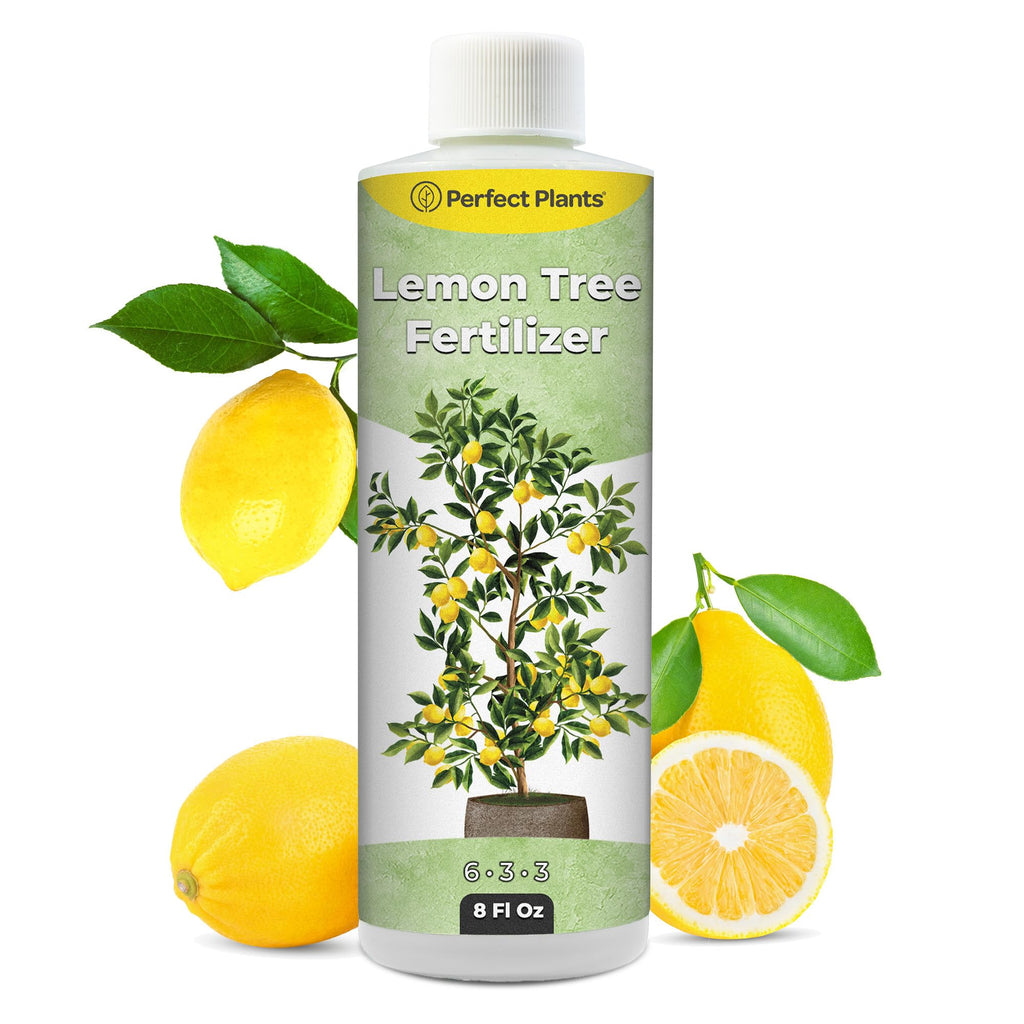 8 oz Citrus Plant Fertilizer Y834705